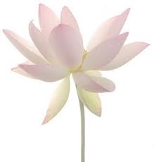 Villa senang - lotus